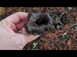 Black Trumpets on the West Coast- Craterellus caliornicopioides