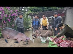 Wild boar meat for Tet, sows with foot and mouth disease have recovered. ( Ep 333 )