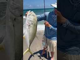 Surf Fishing For Jack Crevalle!