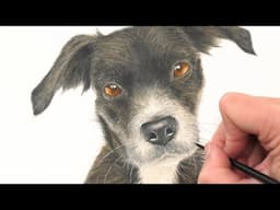 Black Dog Tutorial: Tips for Realistic Art