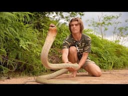 I Found The Biggest King Cobra in Borneo?! (Venom Milking)