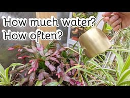 How to water my Christmas Cactus or Holiday Cactus?