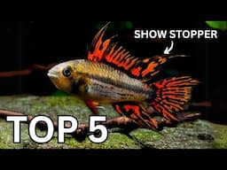 Top 5 Centerpiece Fish for Small to Medium Community Aquariums