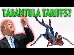 TARIFFS on TARANTULAS? WTF!