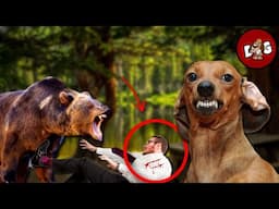 Dachshund Fights Bear To Save It's Owners Life 👊 | 5 Hero Dachshund Stories