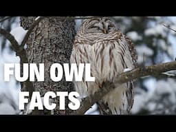 Fun Owl Facts