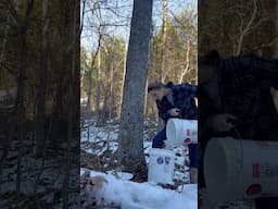 Day 3 of Maple Tapping Season!!!    #maplesyrup #mapletapping #homestead #selfsufficiency