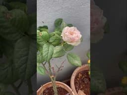 Rose water spray on face #roseplants #petals #skincare #beautytips #homegardening #floweringplants