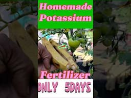 Homemade fertilizer only 5 days #fertilizer #organicfertilizer