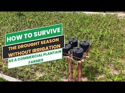 SURVIVING THE DROUGHT SEASON WITHOUT IRRIGATION AS A PLANTAIN FARMER/ How to have a thriving field.