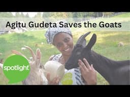 Agitu Gudeta Saves the Goats| practice English with Spotlight