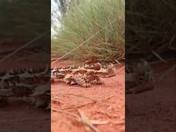 Finding The THORNY DEVIL 😈 🦎 #australia #wildlife