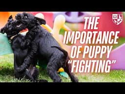 Puppy Fight Club - The Importance of Puppy "Fighting"