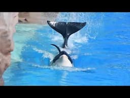 Shouka Training Session - SeaWorld San Diego - August 7, 2024