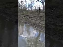 Gettin up close in the kayak, old gold. Check out my website Huntingwithstu.com #hunting