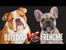 English Bulldog vs French Bulldog: Which breed is best for you