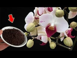 Just Coffee! Weak Orchid Suddenly Takes Root And Blooms Super Flower!