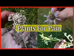 5 BEST Plants For PAIN And INFLAMMATION!!