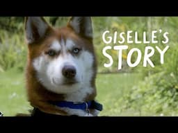 Giselle finds her paws | Battersea Stories