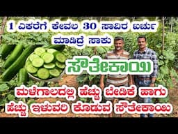 ಸೌತೆ ಕಾಯಿ ಕೃಷಿ|cucumber farm kannada|cucumber farm|sauthe kaayi krushi|verities of cucumber|Belle|