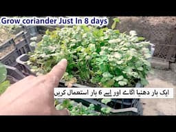 Coriander / Dhania ko Ugane Ka sahi Tarika | دھنیا کو اگانے کا صیح طریقہ | Grow Coriander in 8 Days