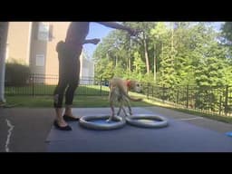 Bobbie Lyons K9FITteam / FitPaws® Tips - #2 Jasey Day 1 2 Circular Product Holders & Targets