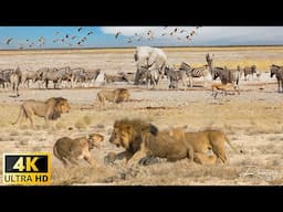 4K African Wildlife: Survival Challenges in the Land of Predators: Epic Showdowns in TANZANIA