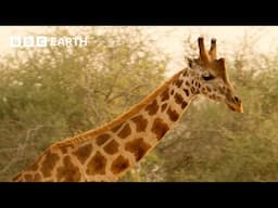 Giraffes Taken to Safety from Oil Site | Africa's Gentle Giants | BBC Earth Kids