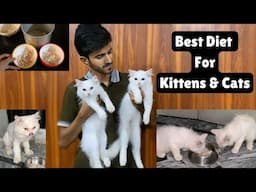 Healthy homemade food for Persian Cats & Kittens 🍲 || best diet plan for Cat’s