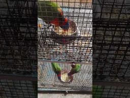 Lory breeding time#chakraborty birds farm#