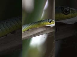 Wild Tree Snake in the Australia Zoo