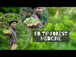 Fir Tip - Forest Medicine