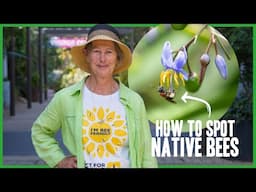 How to Spot Australian Native Bees with ACT for Bees