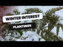 🌲 Garden Tour and Plants for Winter Interest 🌲