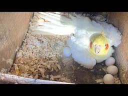 Male Cockatiel Incubating Eggs 🪺🥚