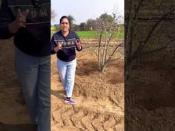 Anar ki pruning ko aap ke kya bolte h #farming #kheti #trending #shortsviral