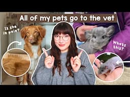 All of my pets go to the vet | Day in the life VLOG