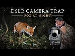 DSLR Camera Trap - Irish Wildlife Photography (Red Fox)