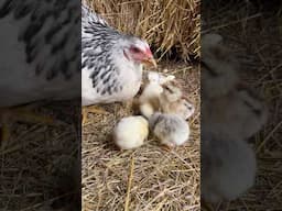 Mama chicken feeds her chicks 🐣 🐥