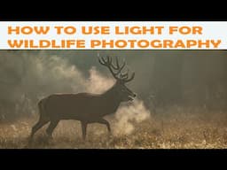 HOW TO USE LIGHT FOR WILDLIFE PHOTOGRAPHY