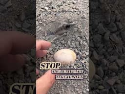 Be careful, you better not take this #egg #shorts #wildlife #wildanimals