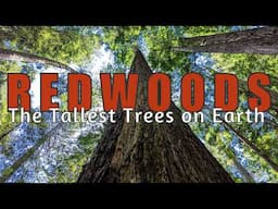 Redwoods [4K UHD] | Fern Canyon | Big Tree | Trillium Falls | Circle Trail