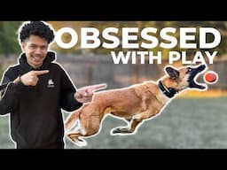 How I train dogs to be OBSESSED with PLAY