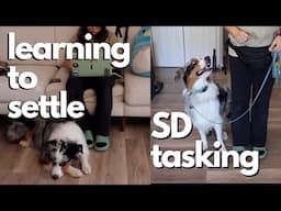 Service Dog Tasking: Learning To Settle, Loose Leash Walking, Anxiety Alert | Astrofromtheblue