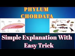 PHYLUM CHORDATA | Animal Kingdom | Chordata | Classification of Chordata | Neet Biology