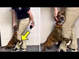 Dog Gives Owner ONE FINAL Hug Before Being Put Down – Then The Vet Says, "We’re Making A Mistake!"