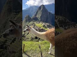 Inca Trail | 1 day to Machu Picchu | Chachabamba - Wiñay  Wayna - Sun Gate | #peru