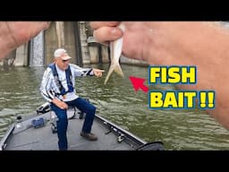 A Fishing BAIT that Is EXTREMELY FUN to FISH !! (MULTI FISH SPECIES)