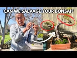 How to Improve Your Bonsai: Live Critiques & Tips! | Q&A