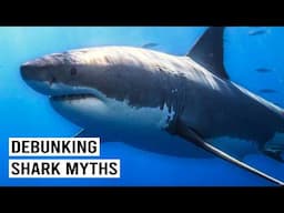 The Legendary Creatures of the Sea: Myths vs. Reality